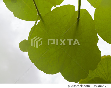 Shadow of Lotus Leaves Reflected 39386572