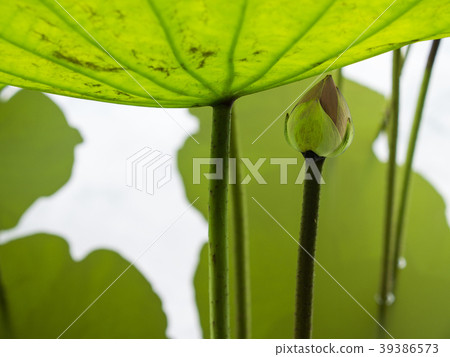 Sacred Lotus Flower 39386573