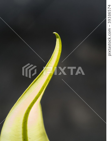 Tip of The Aspleniaceae Fern 39386574