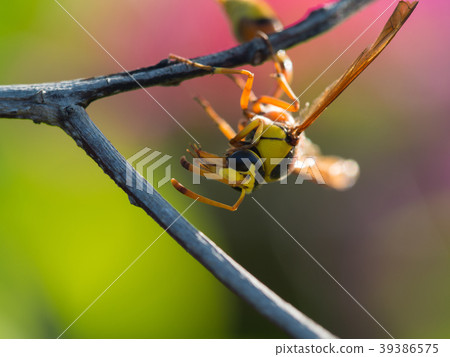 The Moment of Wasp 39386575