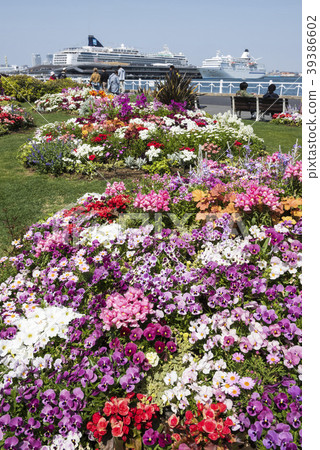 Yamashita Park flower bed in the spring 39386602