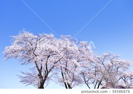 Cherry tree in full bloom  39386878
