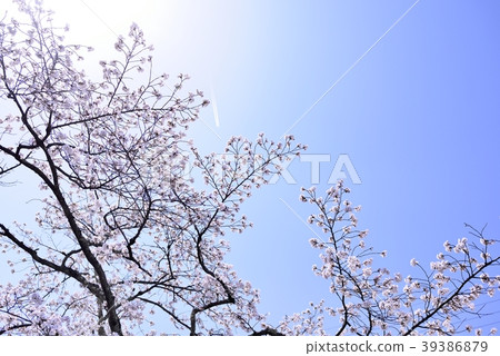 Cherry tree in full bloom  39386879