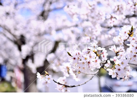 Cherry tree in full bloom  39386880
