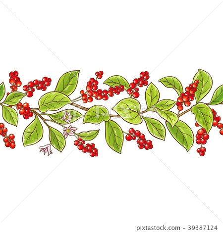 schisandra branch vector pattern 39387124