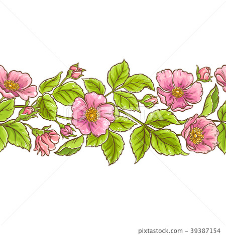wild rose vector pattern 39387154