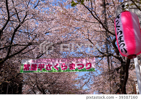 Tokiwadaira Sakura Festival（松戶市） 39387160