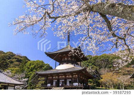 Negori Temple櫻花 Negori Temple櫻花 39387293