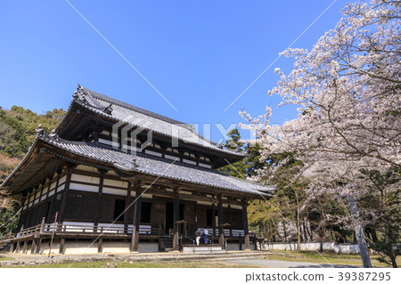 Negori Temple Cherry blossoms 39387295