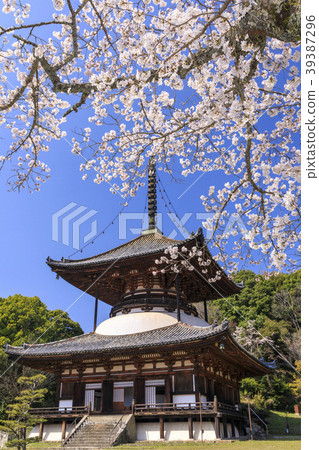 Negori Temple Cherry blossoms Negori Temple Cherry blossoms 39387296