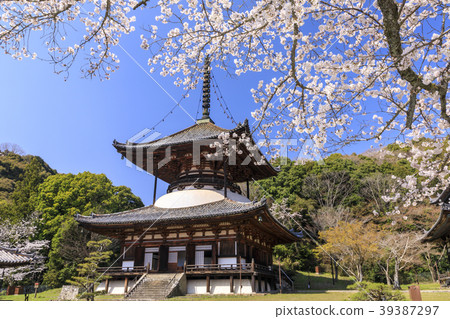 Negori Temple Cherry blossoms Negori Temple Cherry blossoms 39387297