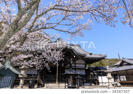Negori Temple Cherry blossoms Negori Temple Cherry blossoms 39387307