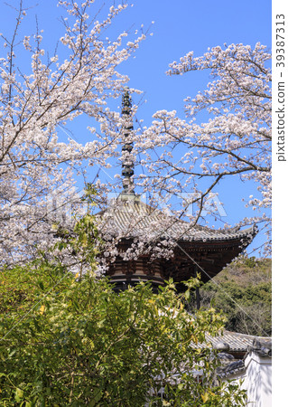 Negori Temple Cherry blossoms 39387313