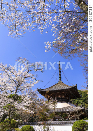 Negori Temple Cherry blossoms 39387314