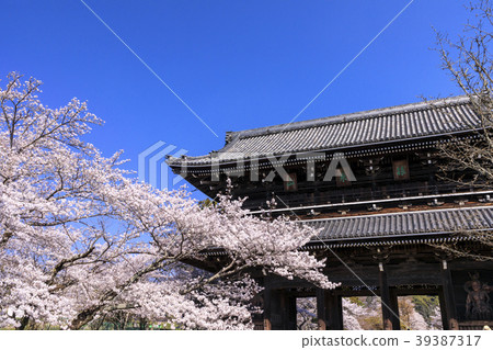 Negori Temple Cherry blossoms Negori Temple Cherry blossoms 39387317
