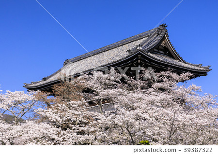 Negori Temple櫻花 39387322