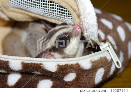 Fukuromomonga Fukuromomonga 39387334