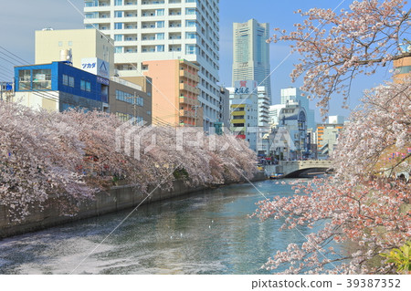 盛川櫻花節盛開 39387352