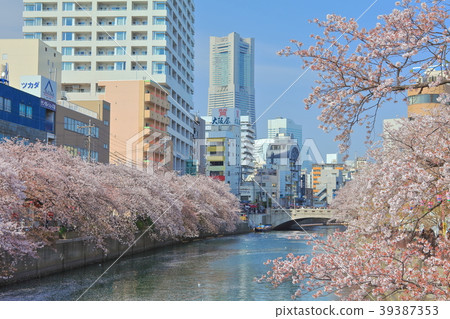 Ookagawa Sakura Festival in full bloom 39387353