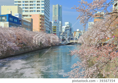 Ookagawa Sakura Festival in full bloom 39387354