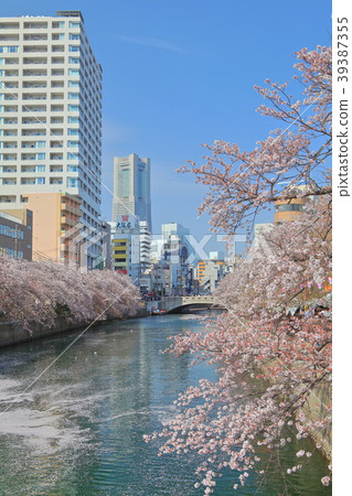 Ookagawa Sakura Festival in full bloom 39387355