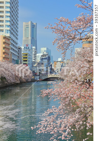 盛川櫻花節盛開 39387357