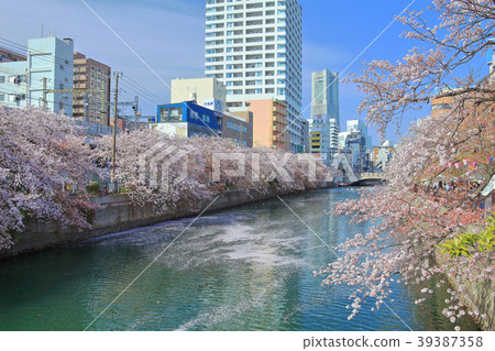 Ookagawa Sakura Festival in full bloom 39387358