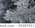 Beautiful close up photo of frosty plant 39387451