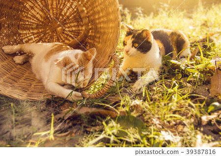 Cute cat playing. 39387816