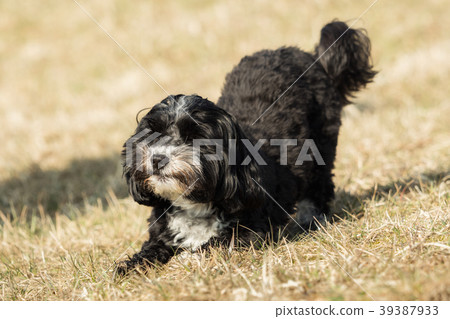 A little Havanese plays outside in the meadow 39387933