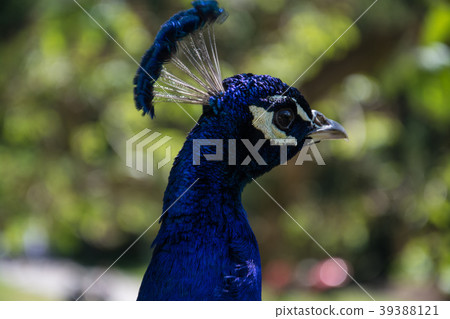 Indian Peacock in a Garden Indian Peacock in a Garden 39388121