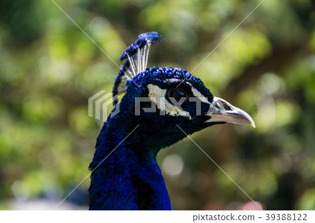 Indian Peacock in a Garden Indian Peacock in a Garden 39388122