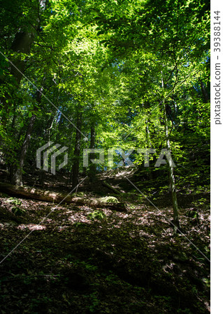 Kamnitz gorge, Bohemia, Czech Republic 39388144