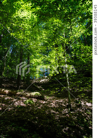 Kamnitz gorge, Bohemia, Czech Republic Kamnitz gorge, Bohemia, Czech Republic 39388145