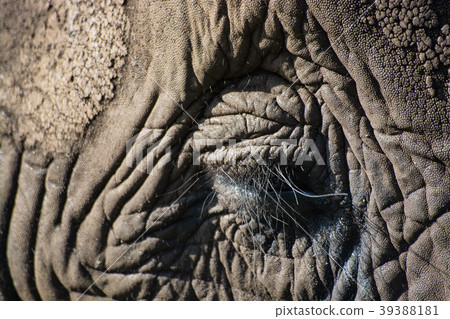 Close-Up Elephant 39388181