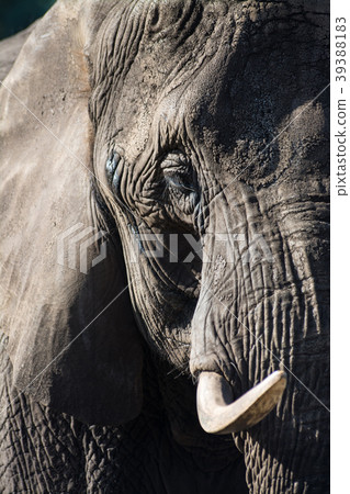 Close-Up Elephant 39388183