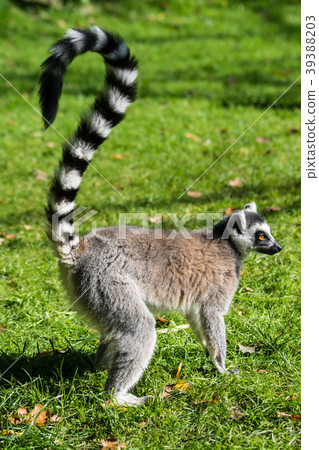 Ring-Tailed Lemur Ring-Tailed Lemur 39388203
