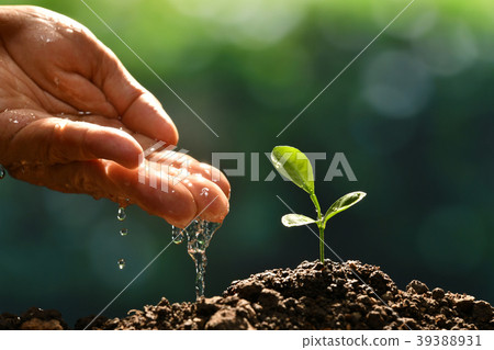 Farmer's hand watering a young plant Farmer's hand watering a young plant 39388931
