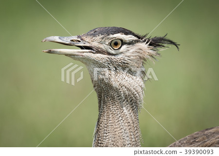 Close-up of Kori bustard with beak open 39390093