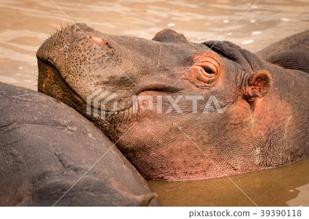 Close-up of smiling hippopotamus resting in pool 39390118