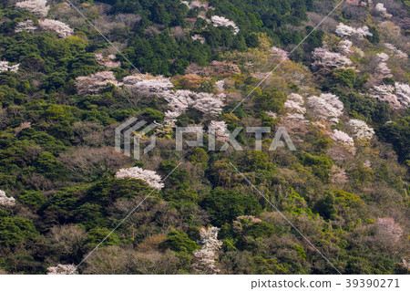 Sakura Takasakiyama 39390271