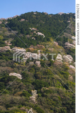 Sakura Takasakiyama 39390272