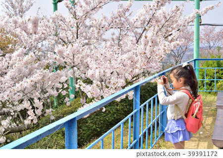 拍攝櫻花的女孩 39391172