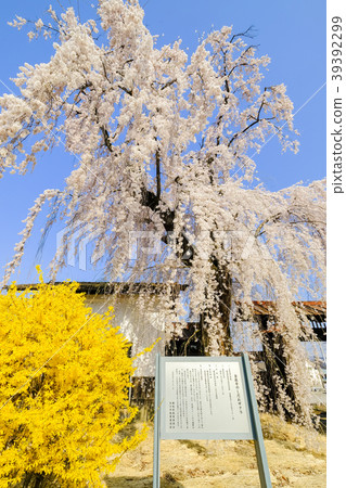 Weeping cherry blossoms of Kinzo-ji (vertical) 39392299