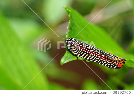 Velvet hamaki 39392760