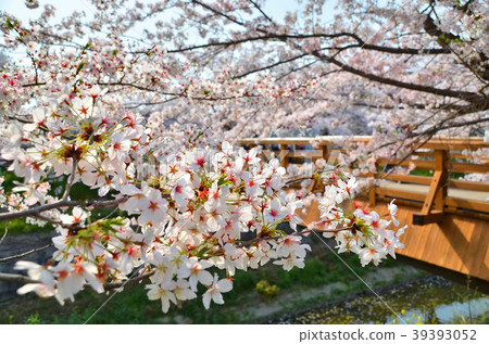 Cherry blossoms and Taki Kohashi of Yamazaki River 39393052