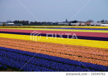 在庫肯霍夫附近的風信子領域 39394762