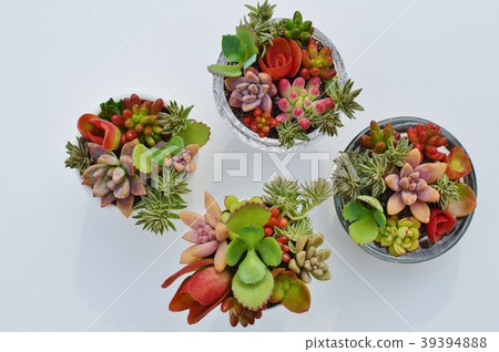 Succulent plants Succulent plants 39394888