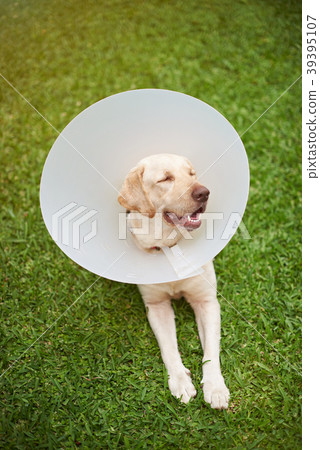Dog with collar cone 39395107