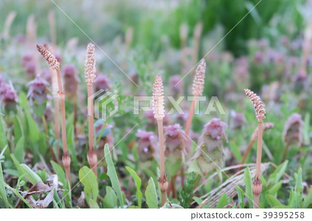 Tsukushi Tsukushi 39395258